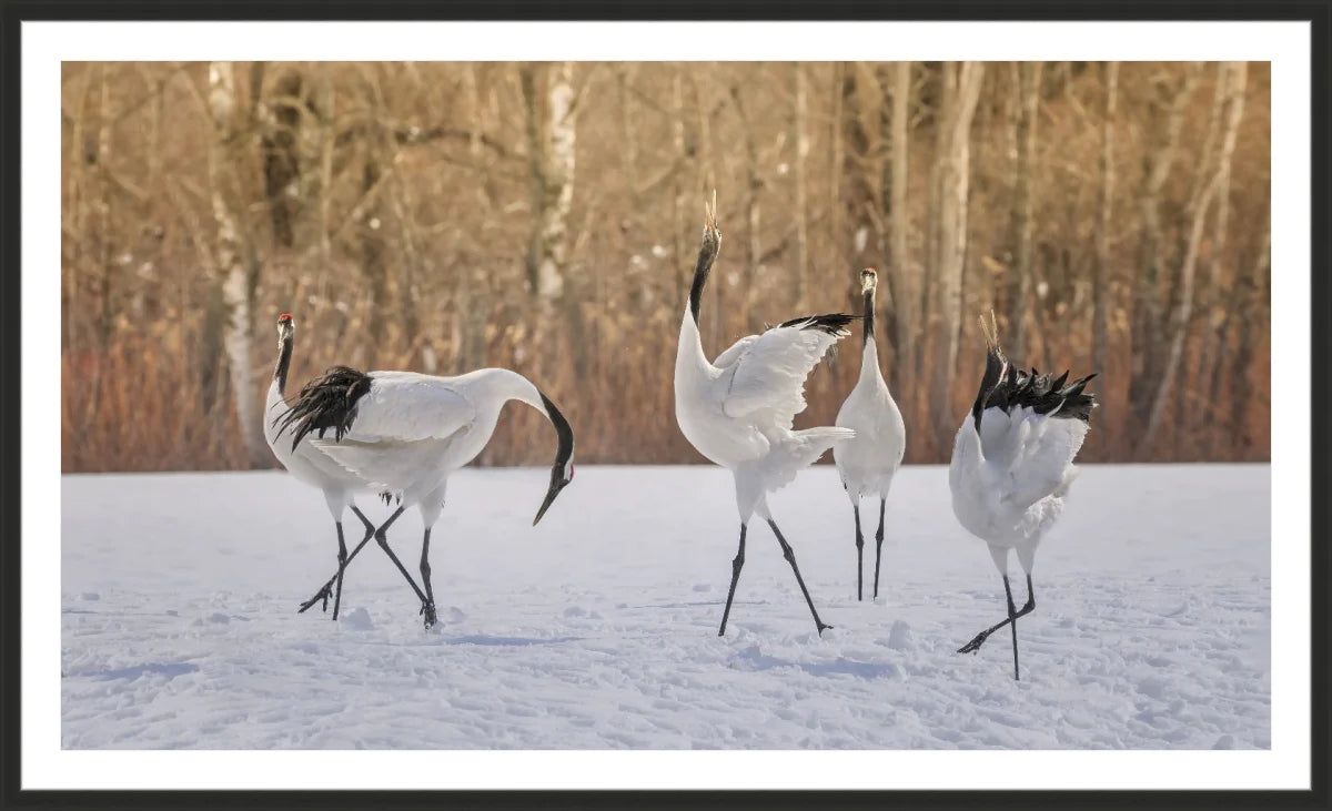 Crane Dancing