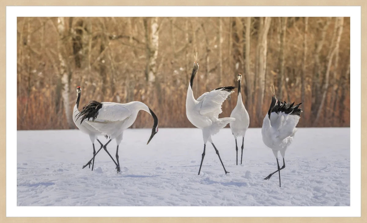 Crane Dancing