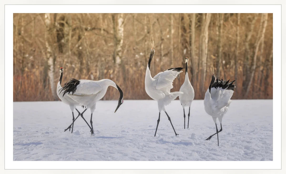 Crane Dancing