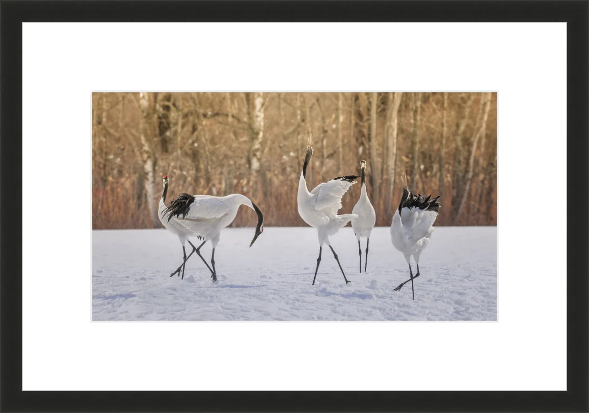 Crane Dancing