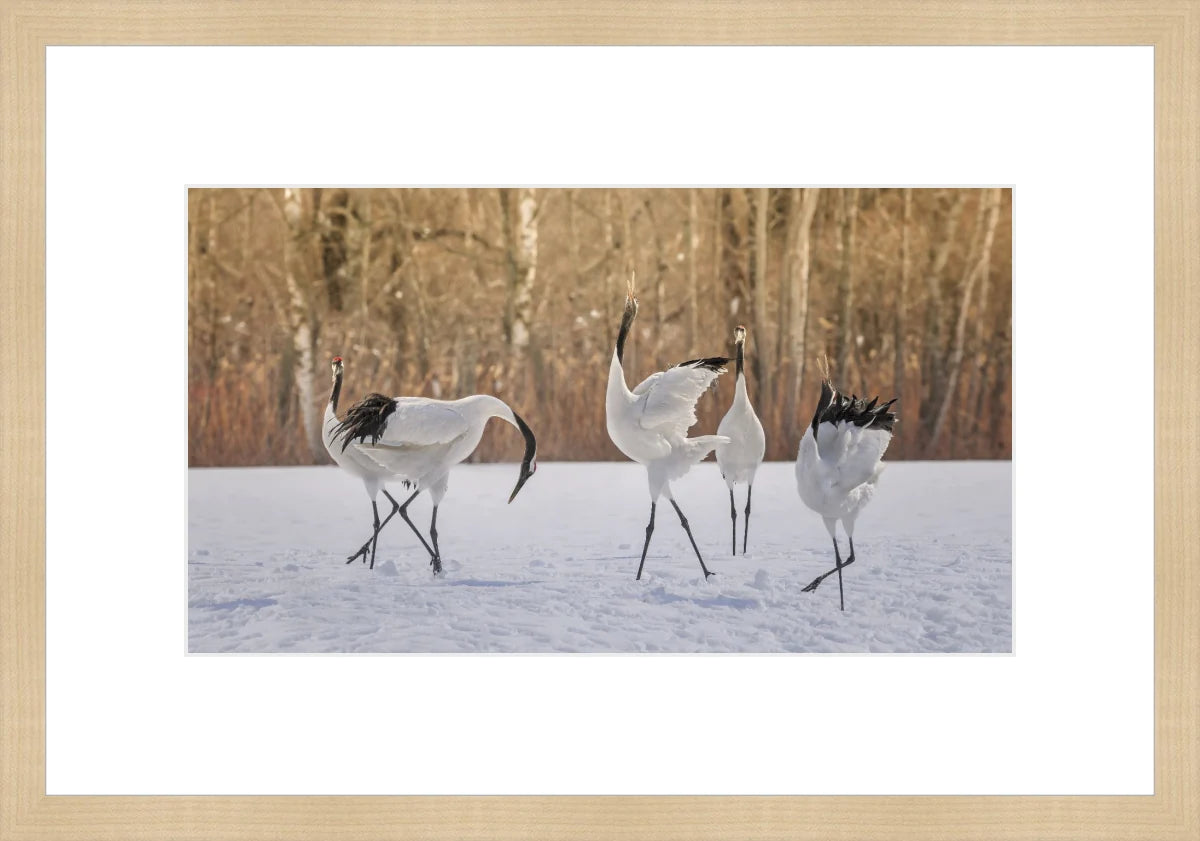 Crane Dancing