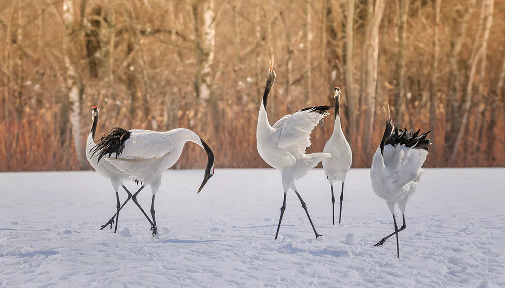 Crane Dancing