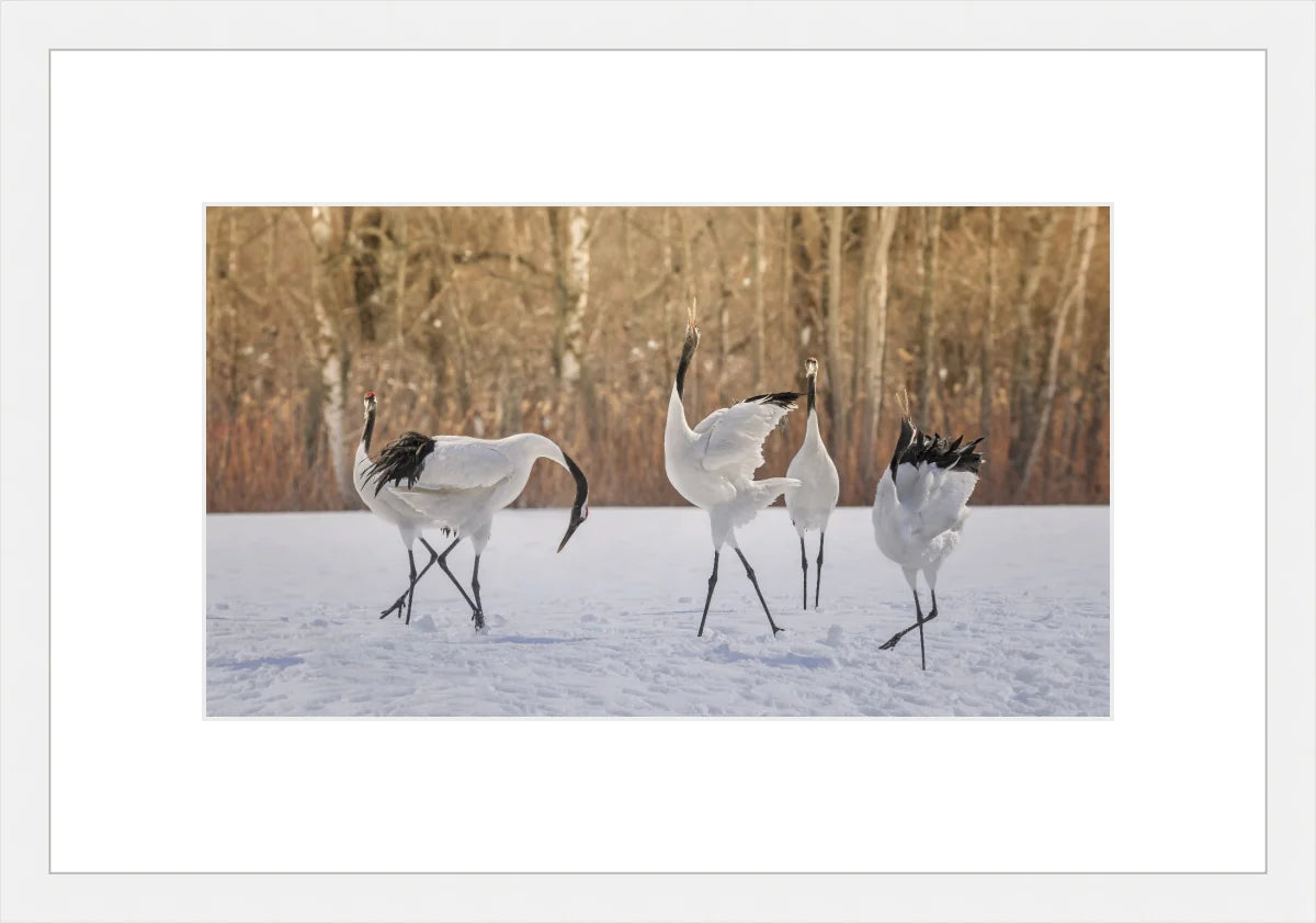 Crane Dancing