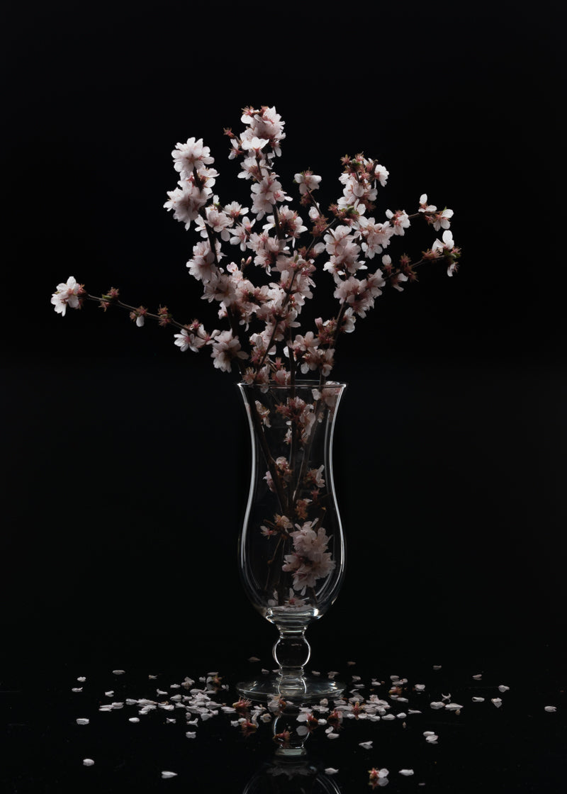 Cherry Blossom