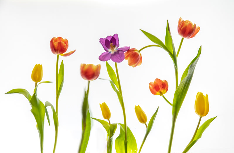 Tulip