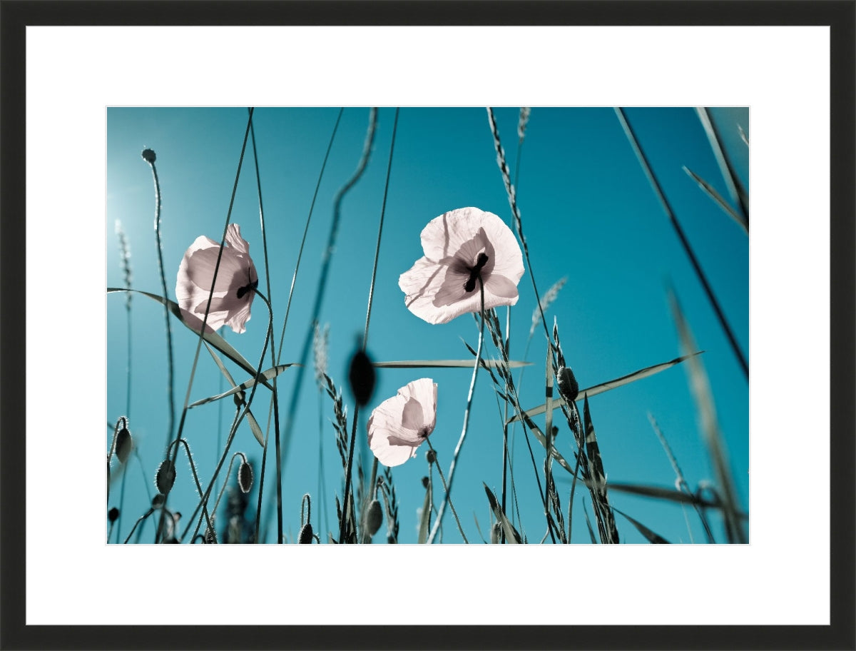 Field of Corn Poppy Flowers 1
