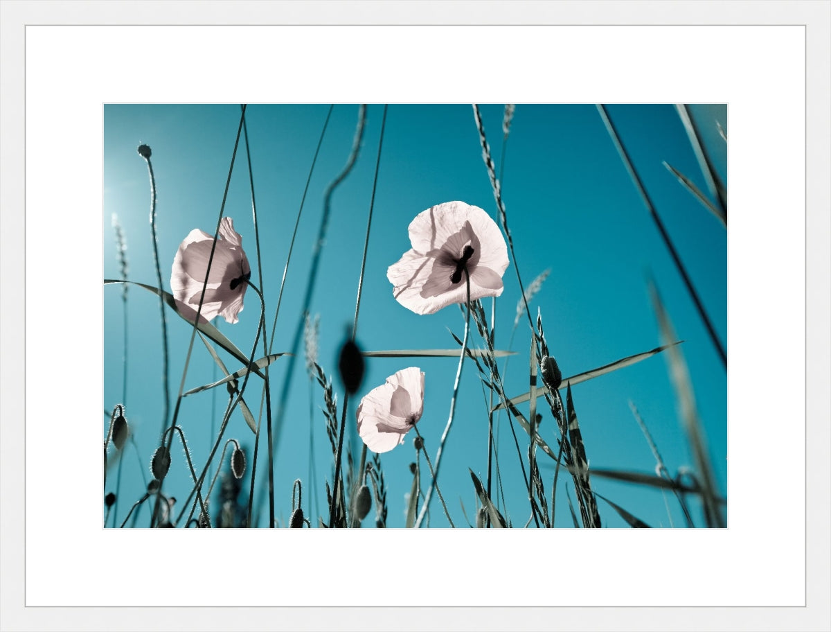 Field of Corn Poppy Flowers 1