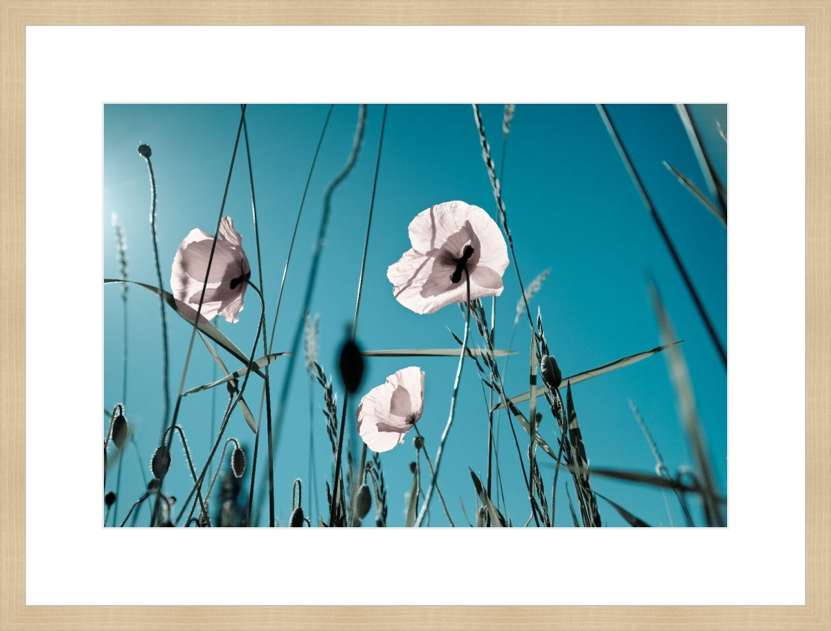 Field of Corn Poppy Flowers 1