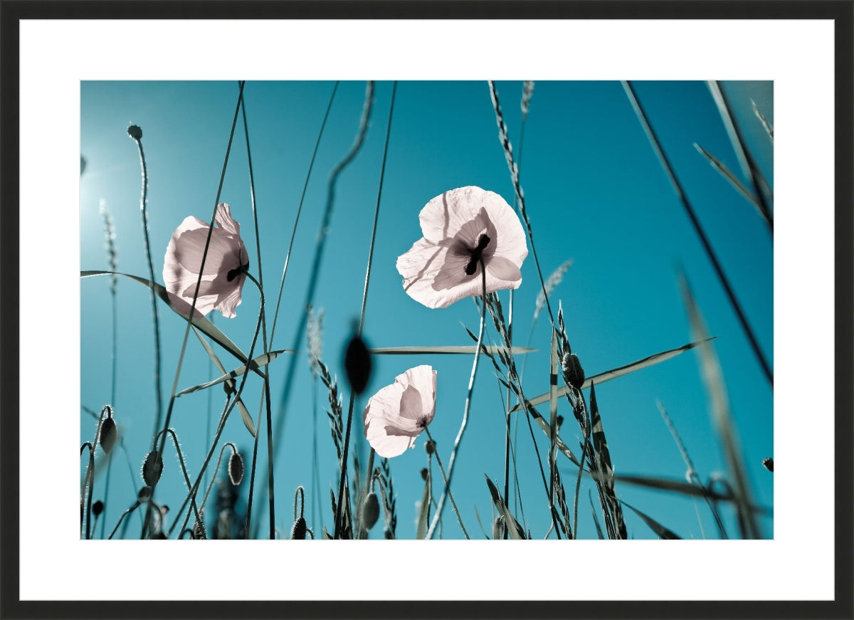Field of Corn Poppy Flowers 1