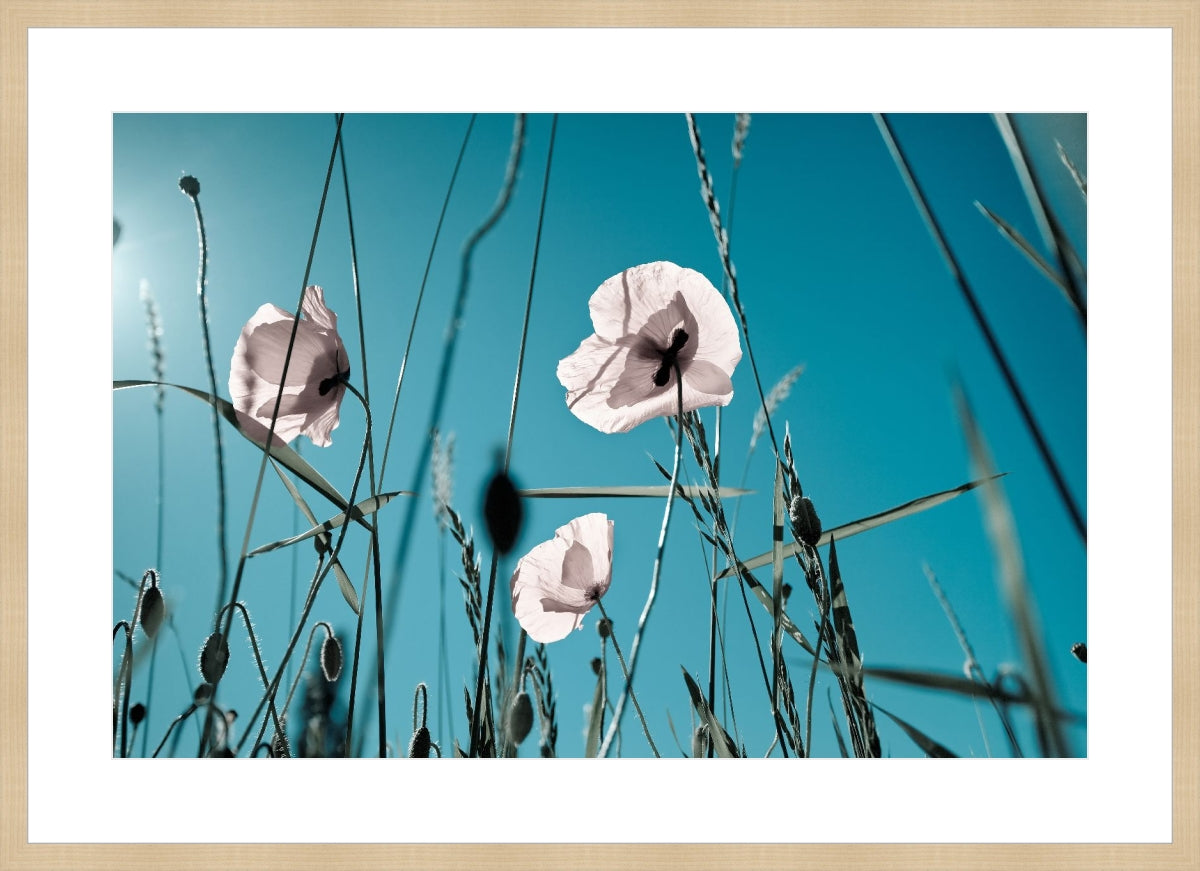 Field of Corn Poppy Flowers 1