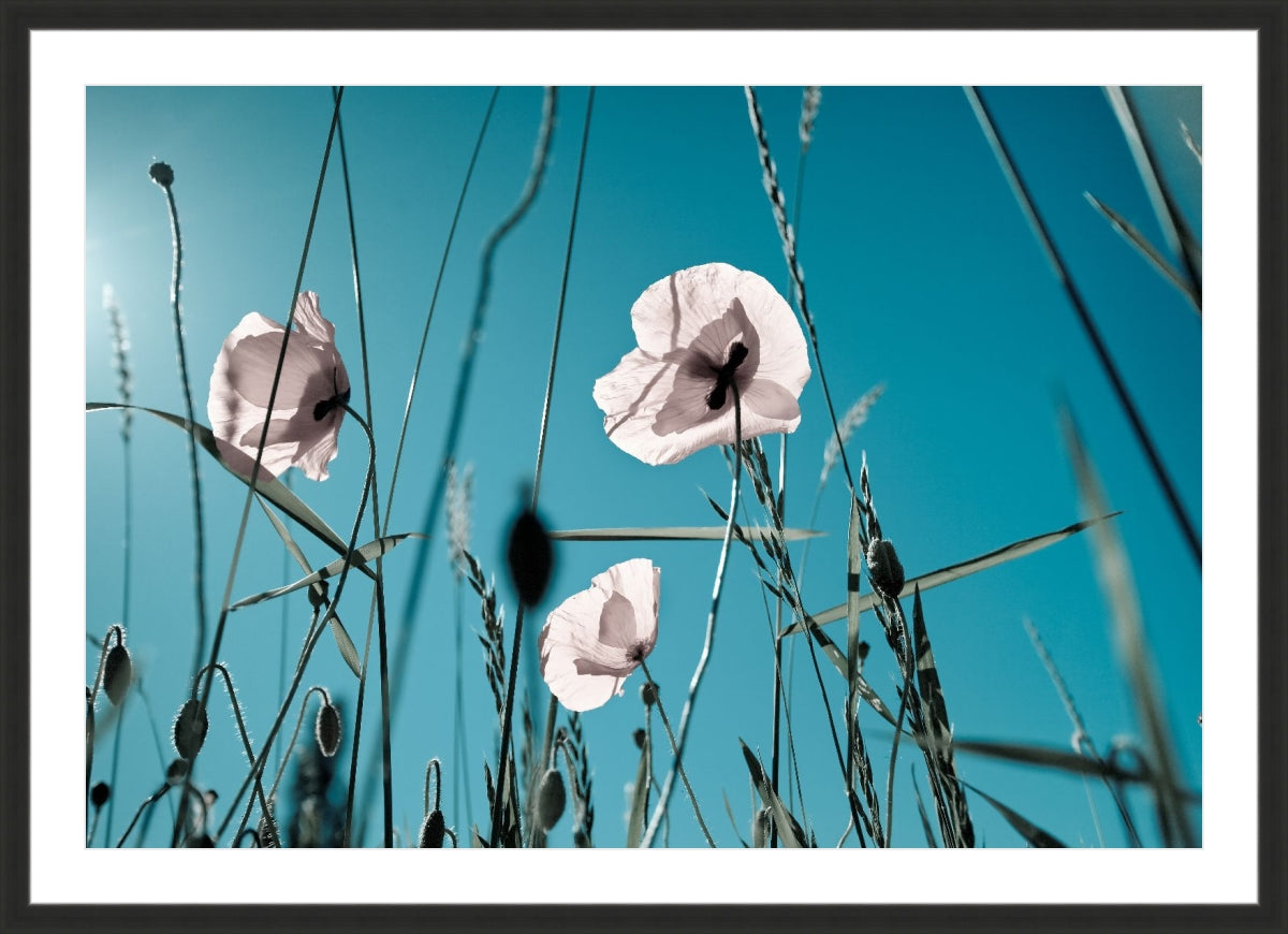 Field of Corn Poppy Flowers 1
