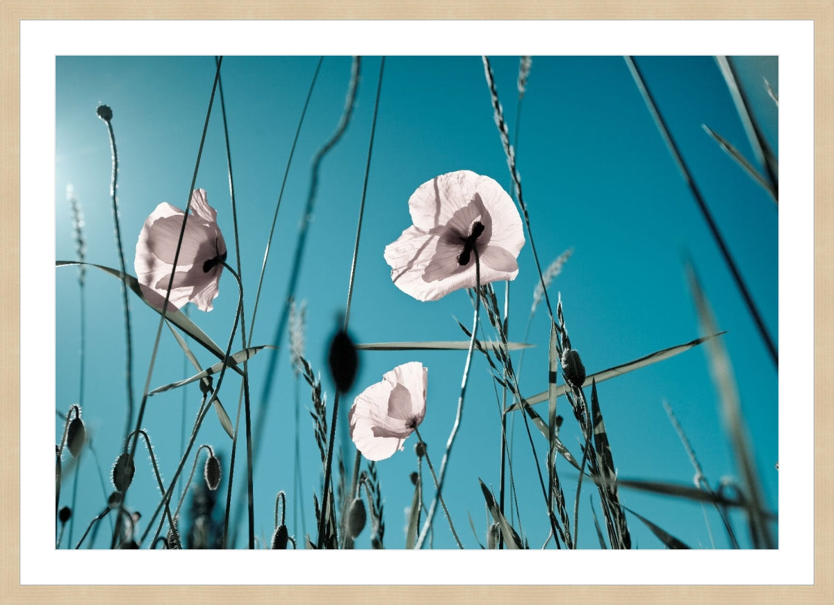 Field of Corn Poppy Flowers 1