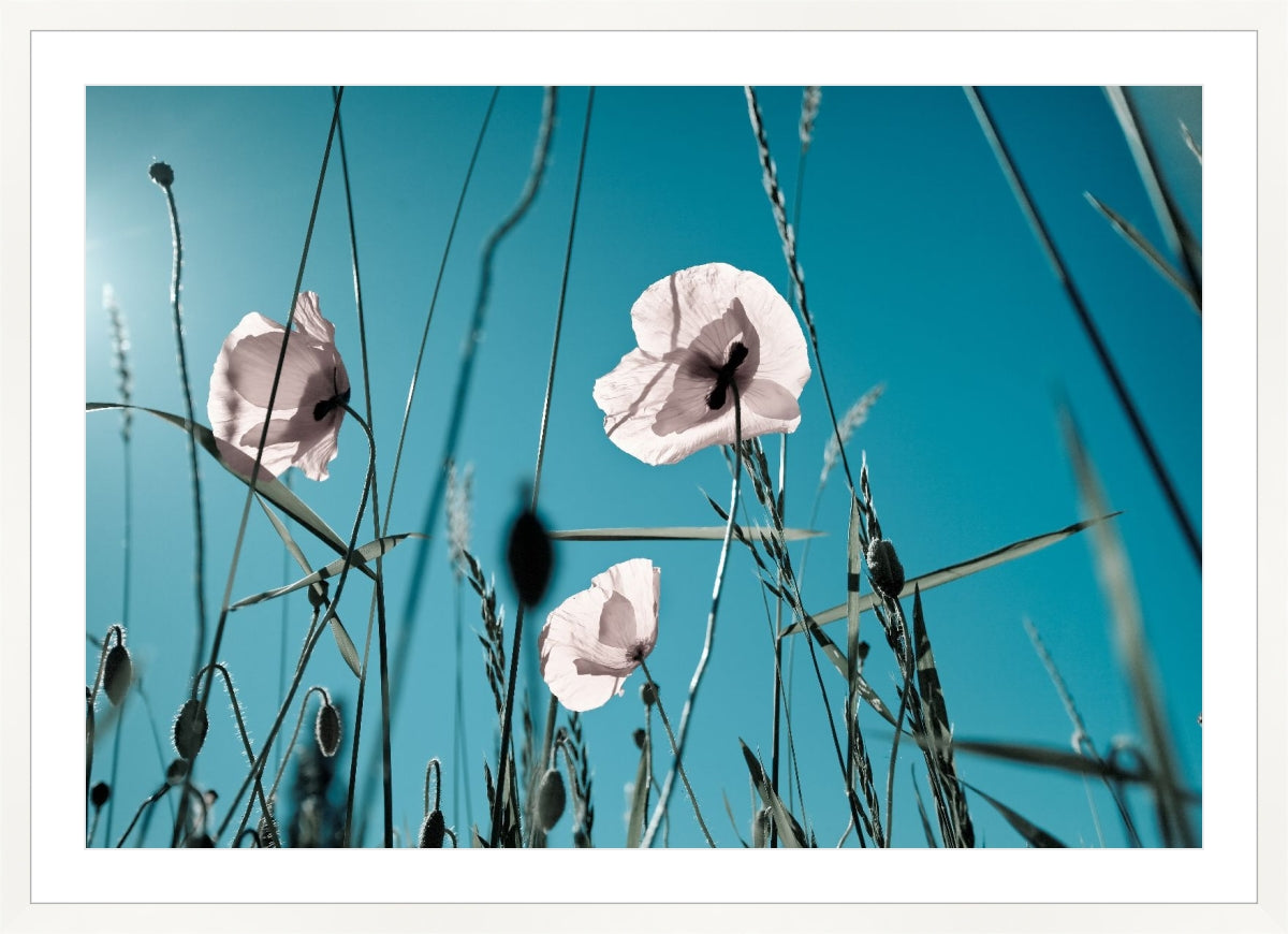 Field of Corn Poppy Flowers 1