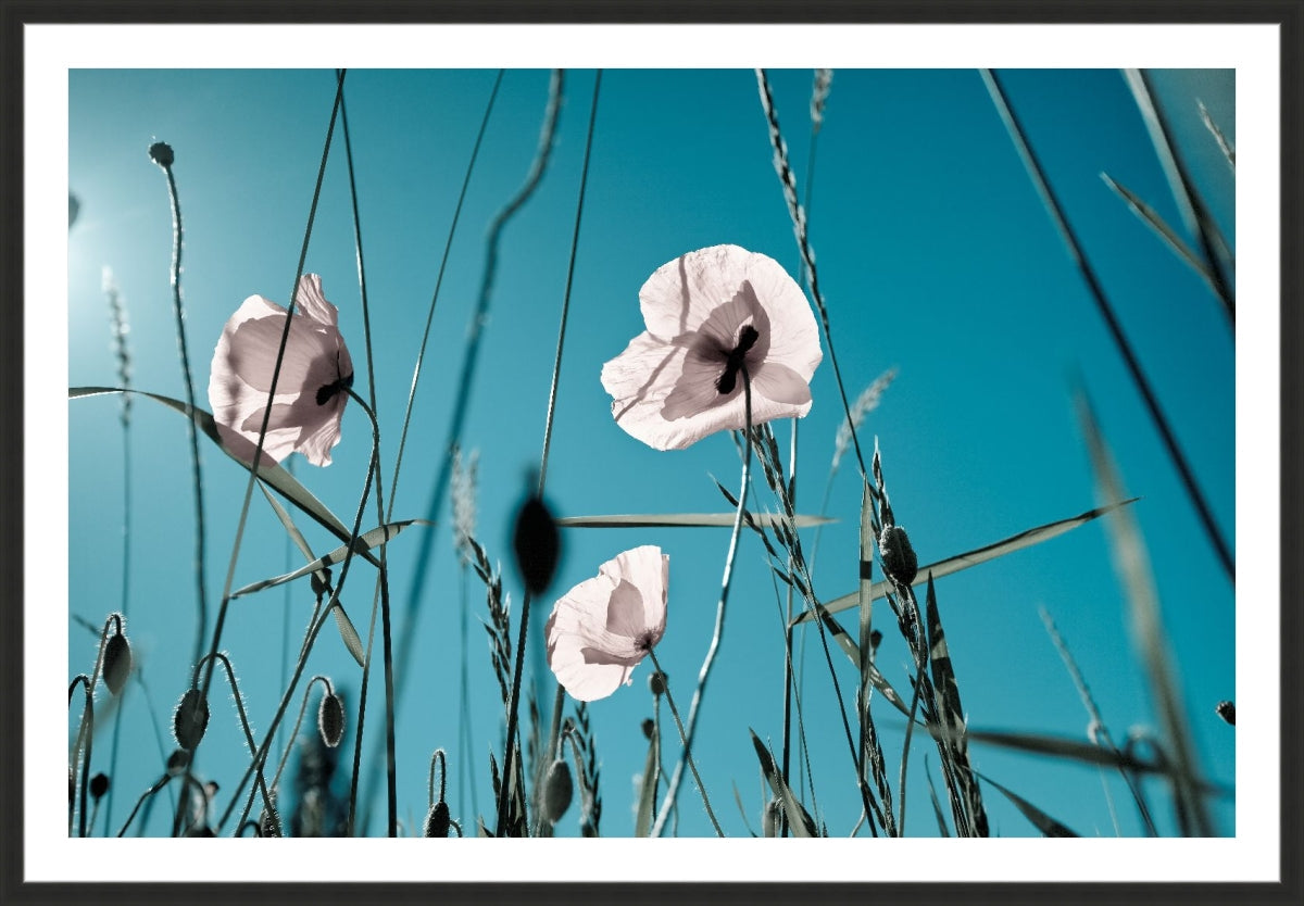 Field of Corn Poppy Flowers 1