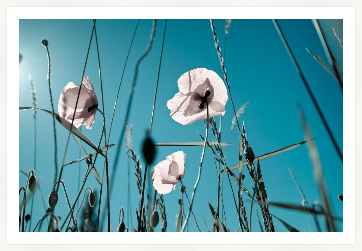 Field of Corn Poppy Flowers 1