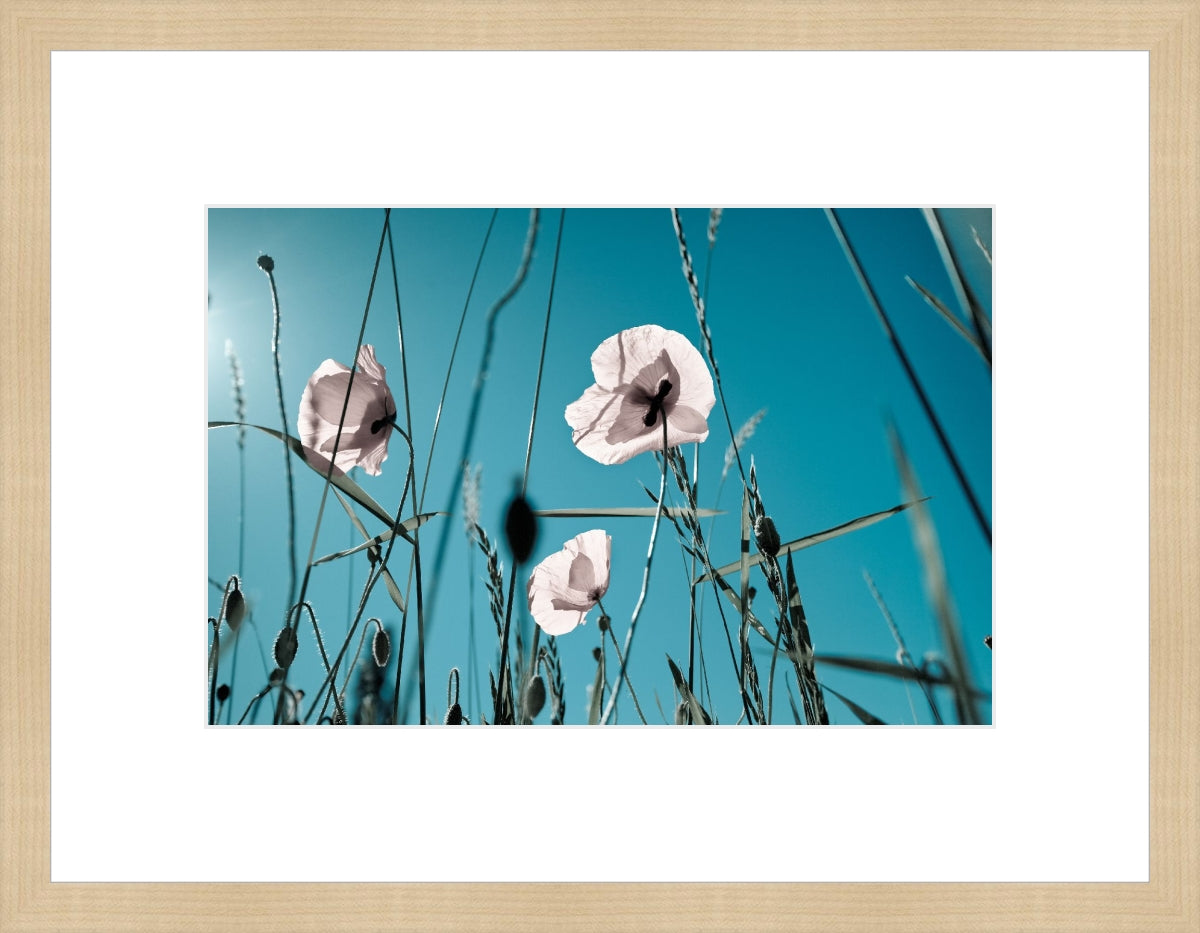 Field of Corn Poppy Flowers 1