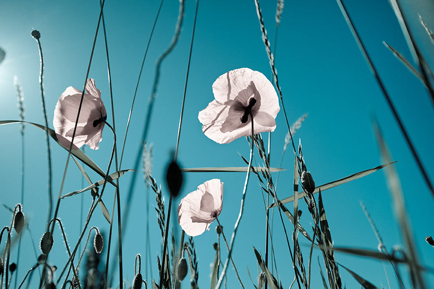 Field of Corn Poppy Flowers 1