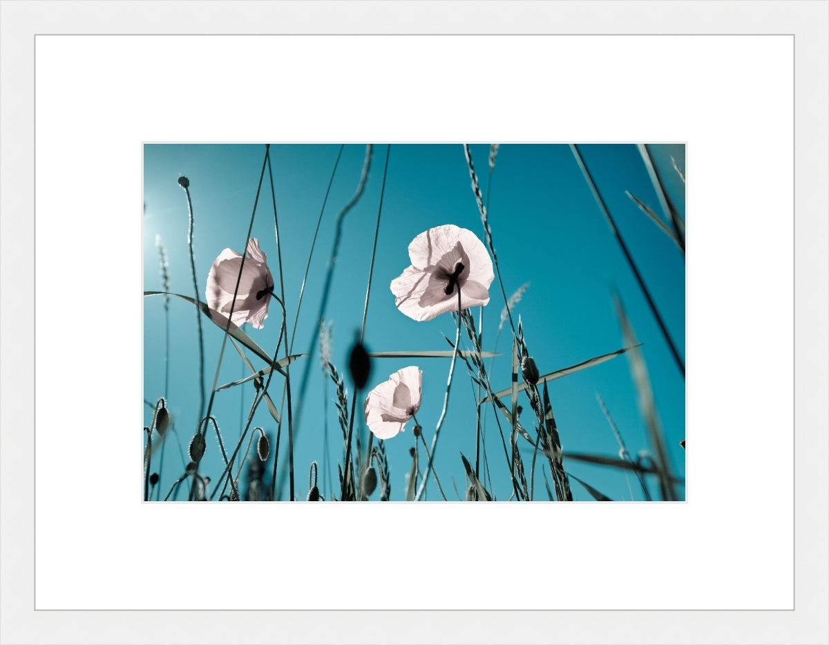 Field of Corn Poppy Flowers 1