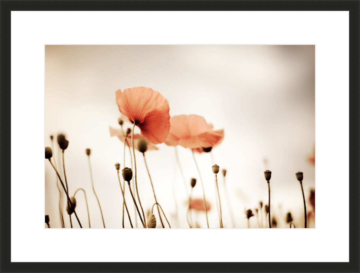 Field of Corn Poppy Flowers 2