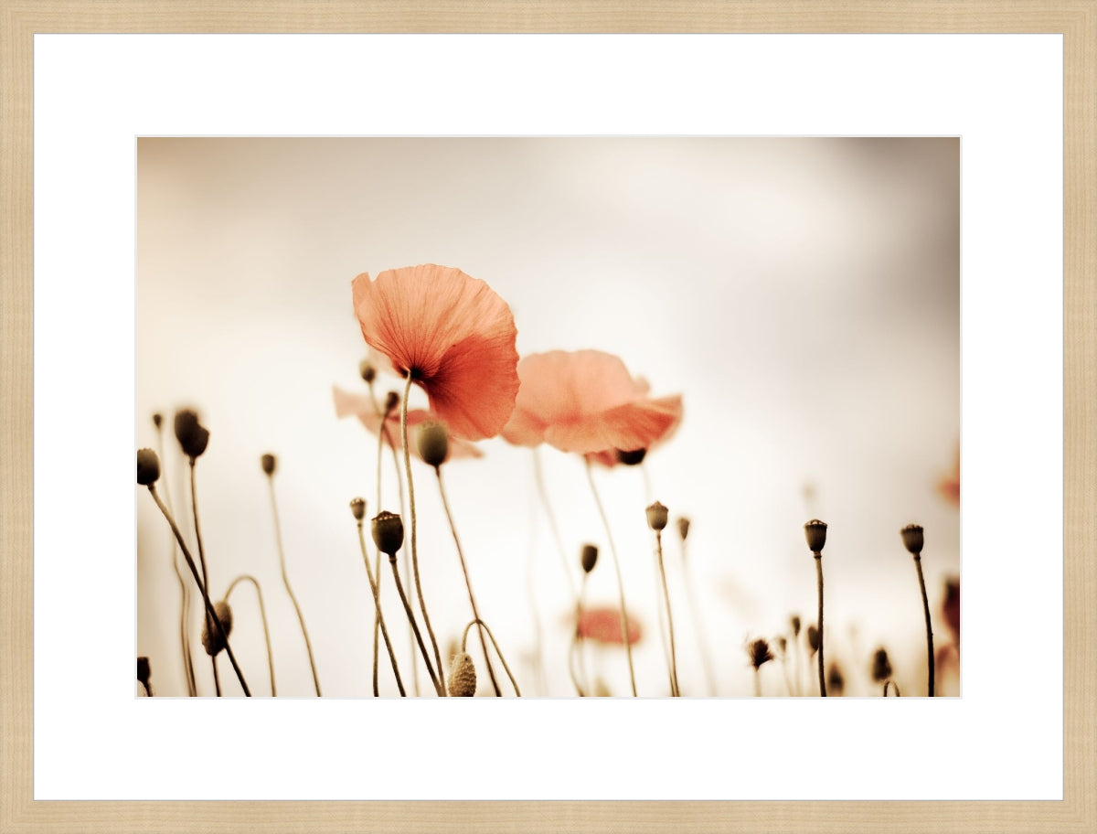 Field of Corn Poppy Flowers 2