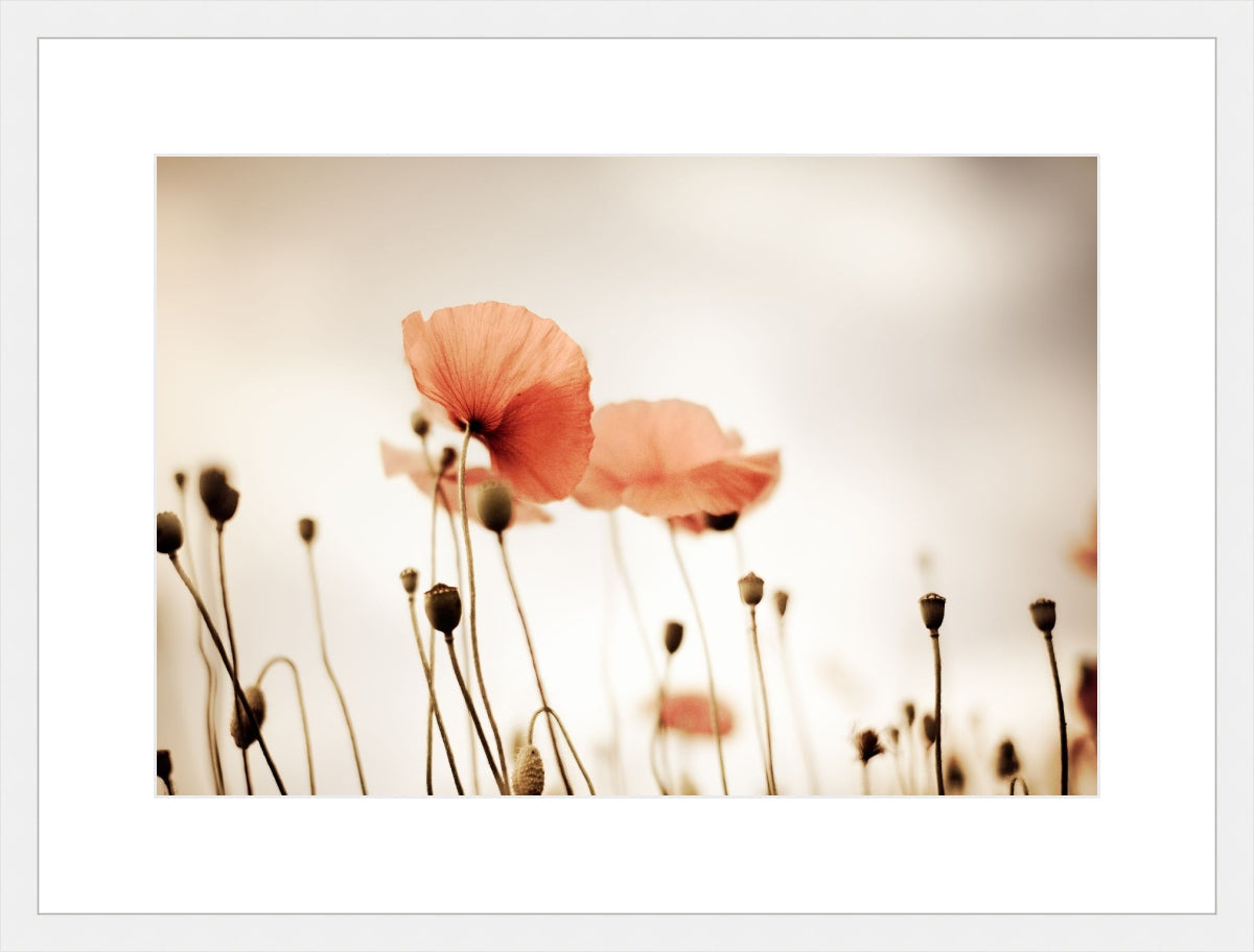 Field of Corn Poppy Flowers 2