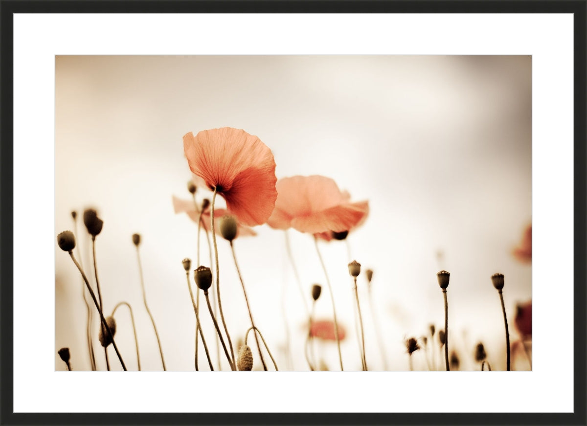 Field of Corn Poppy Flowers 2