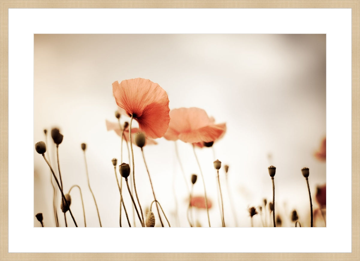 Field of Corn Poppy Flowers 2
