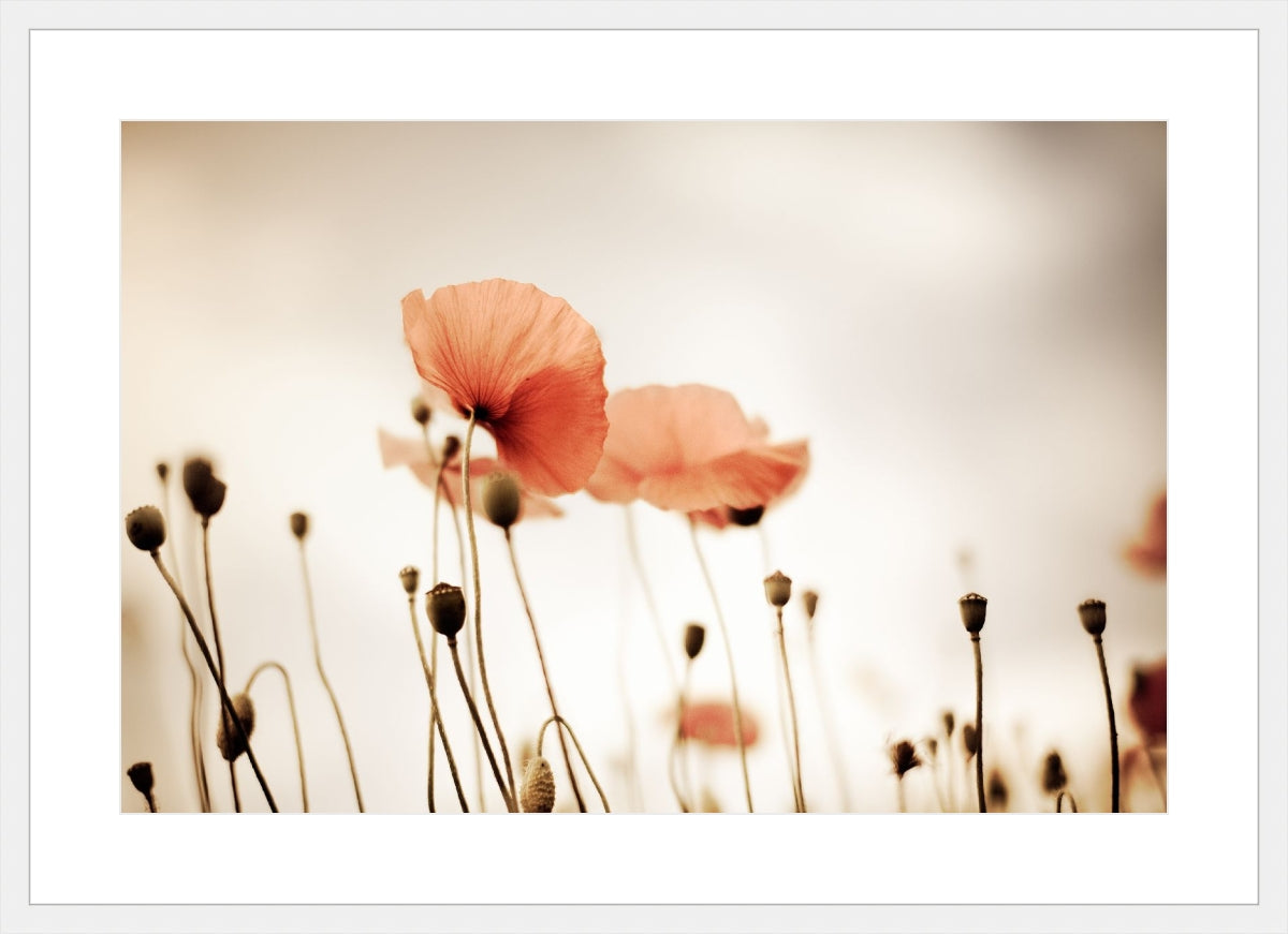Field of Corn Poppy Flowers 2