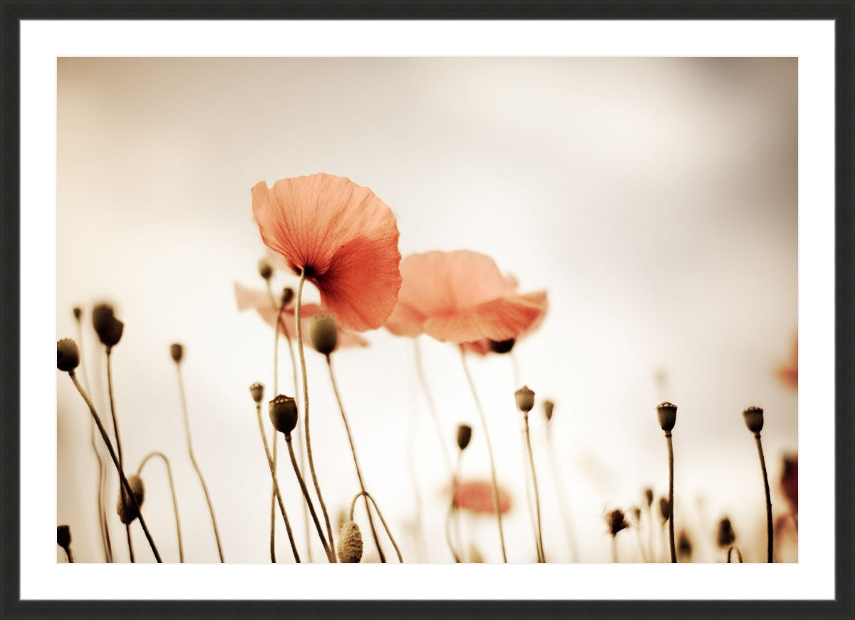 Field of Corn Poppy Flowers 2