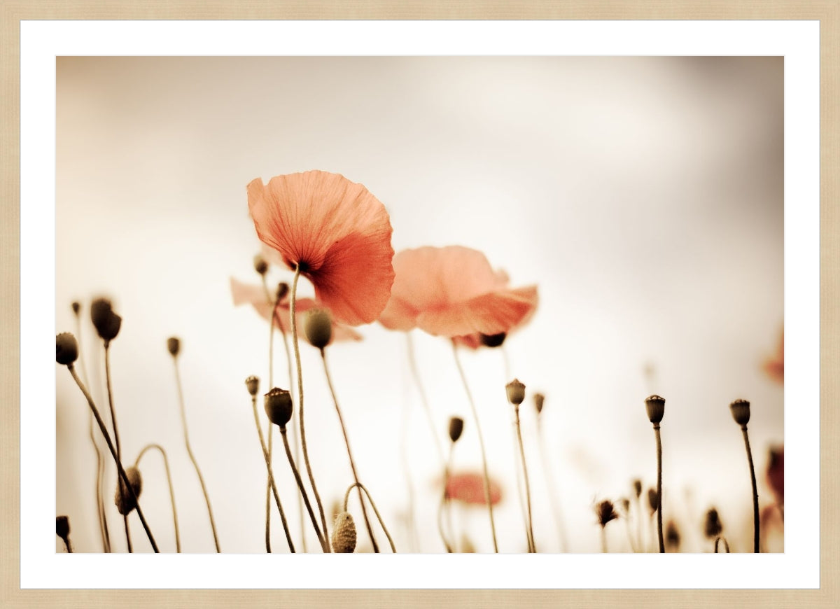 Field of Corn Poppy Flowers 2