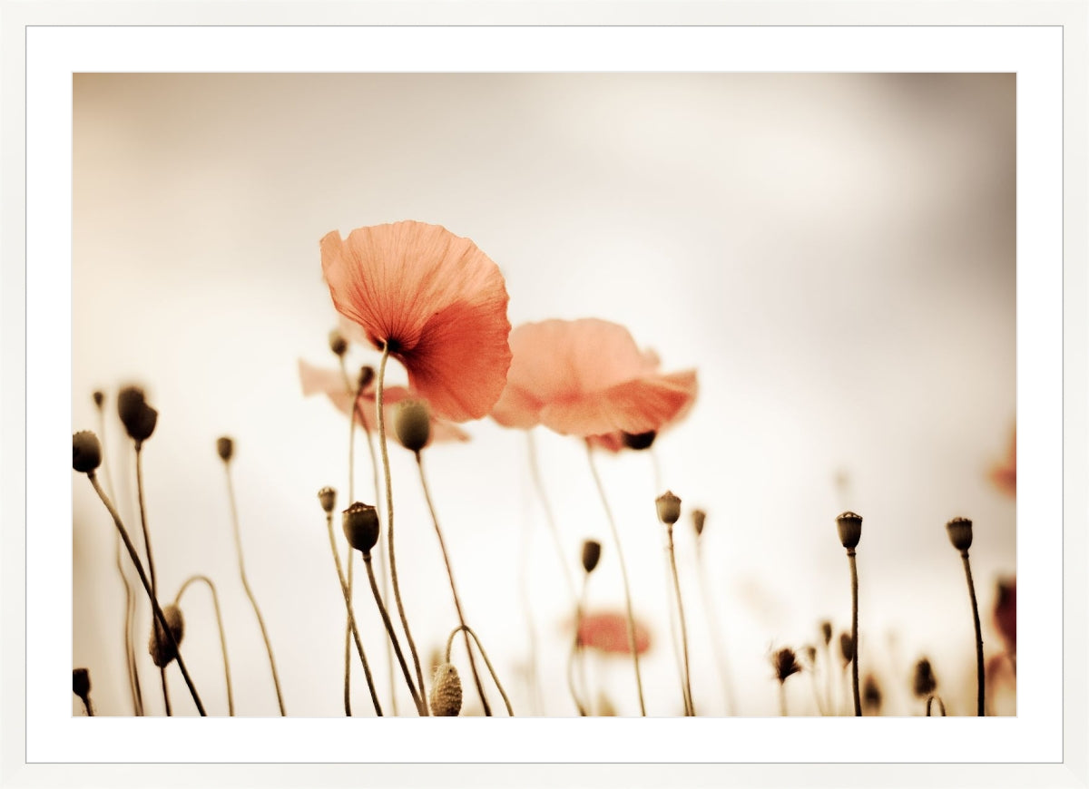 Field of Corn Poppy Flowers 2