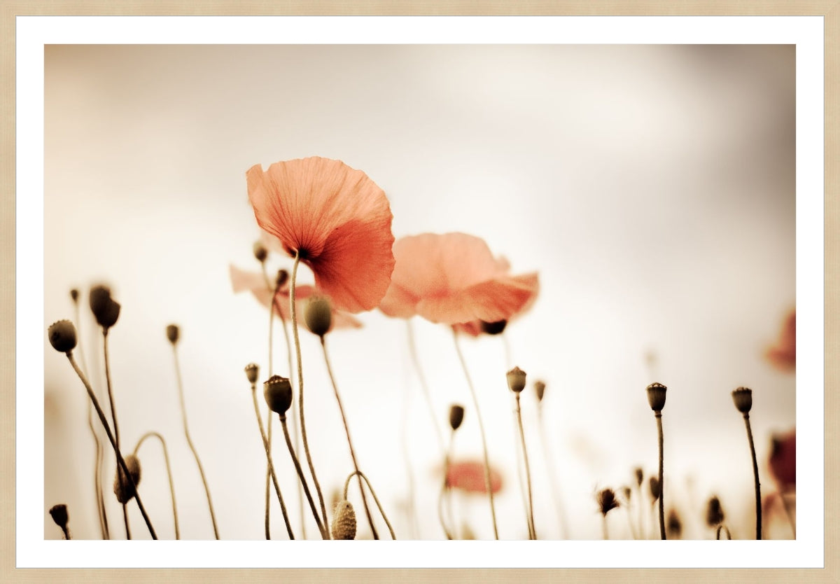 Field of Corn Poppy Flowers 2