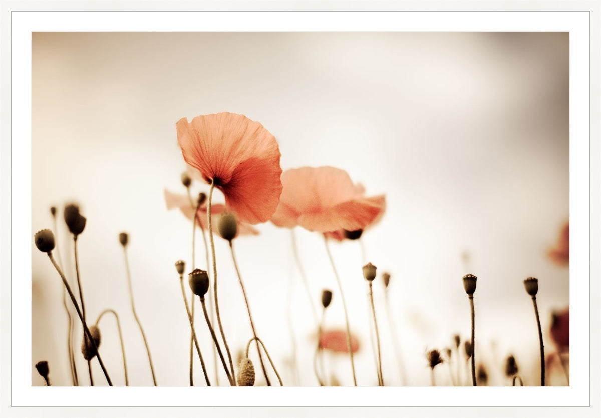 Field of Corn Poppy Flowers 2