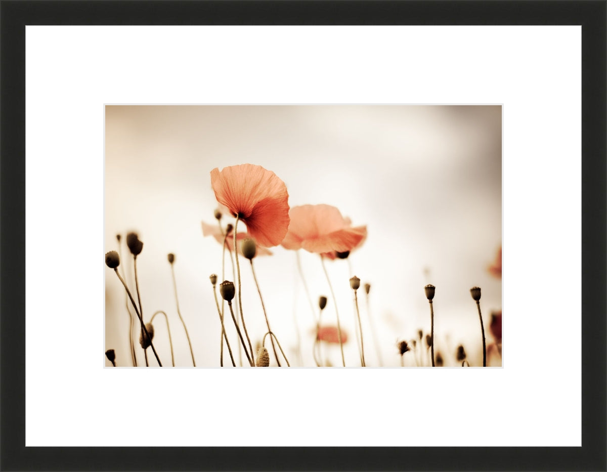 Field of Corn Poppy Flowers 2