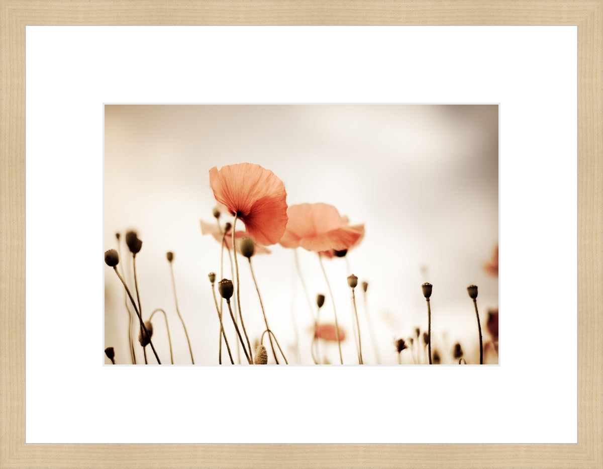 Field of Corn Poppy Flowers 2
