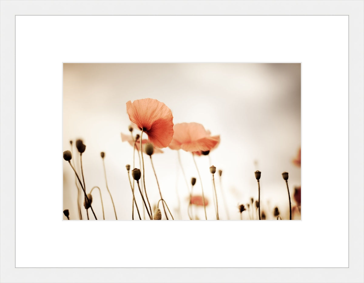 Field of Corn Poppy Flowers 2