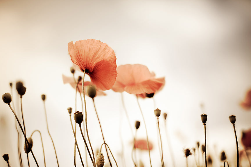 Field of Corn Poppy Flowers 2