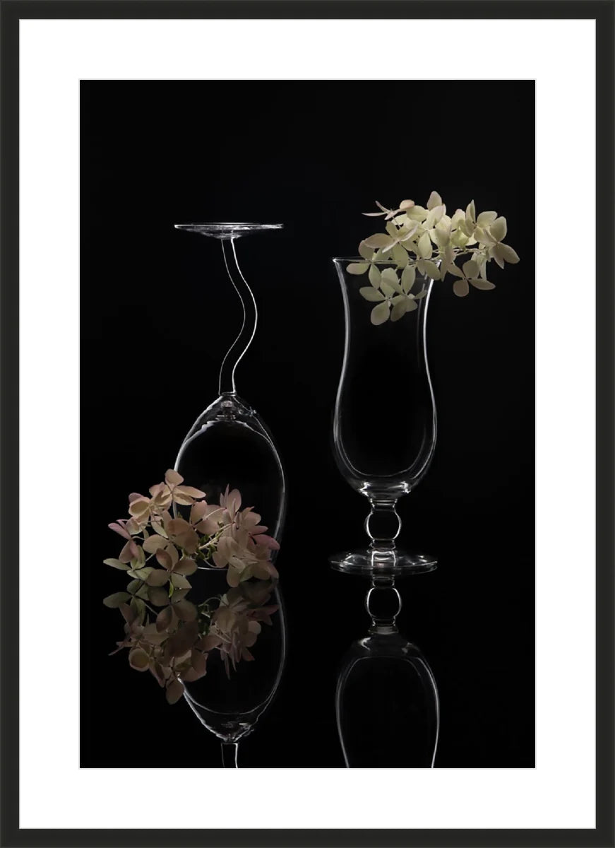Hydrangea