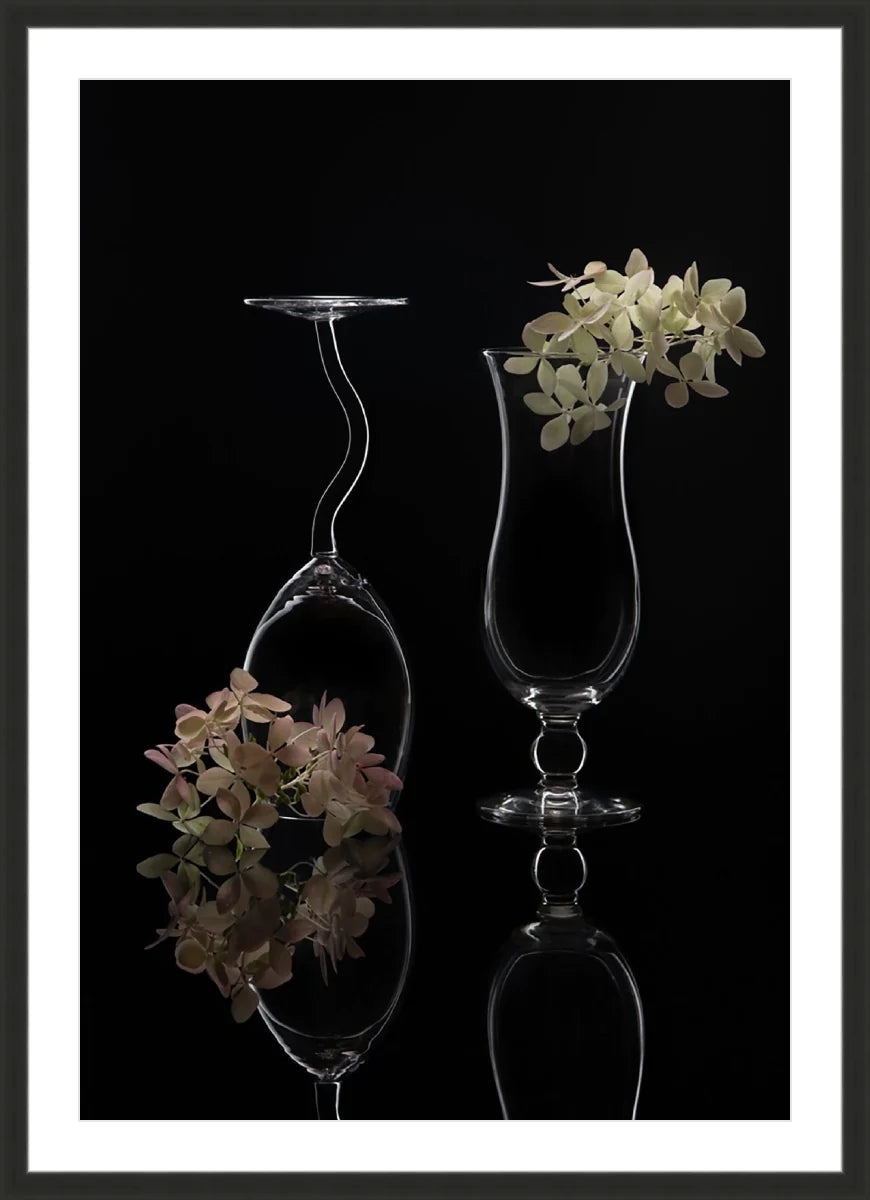Hydrangea
