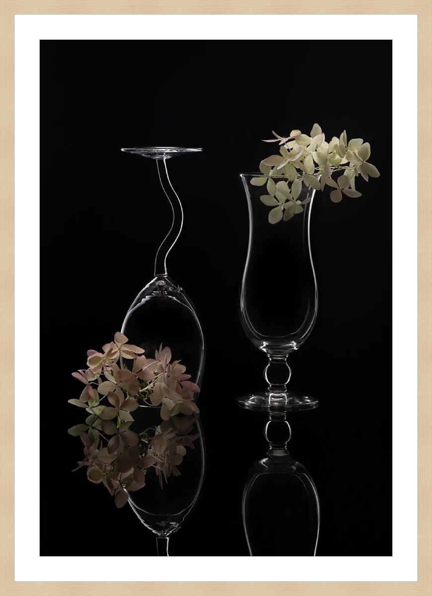 Hydrangea
