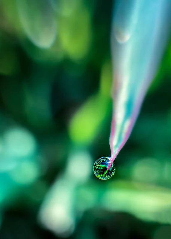Dew