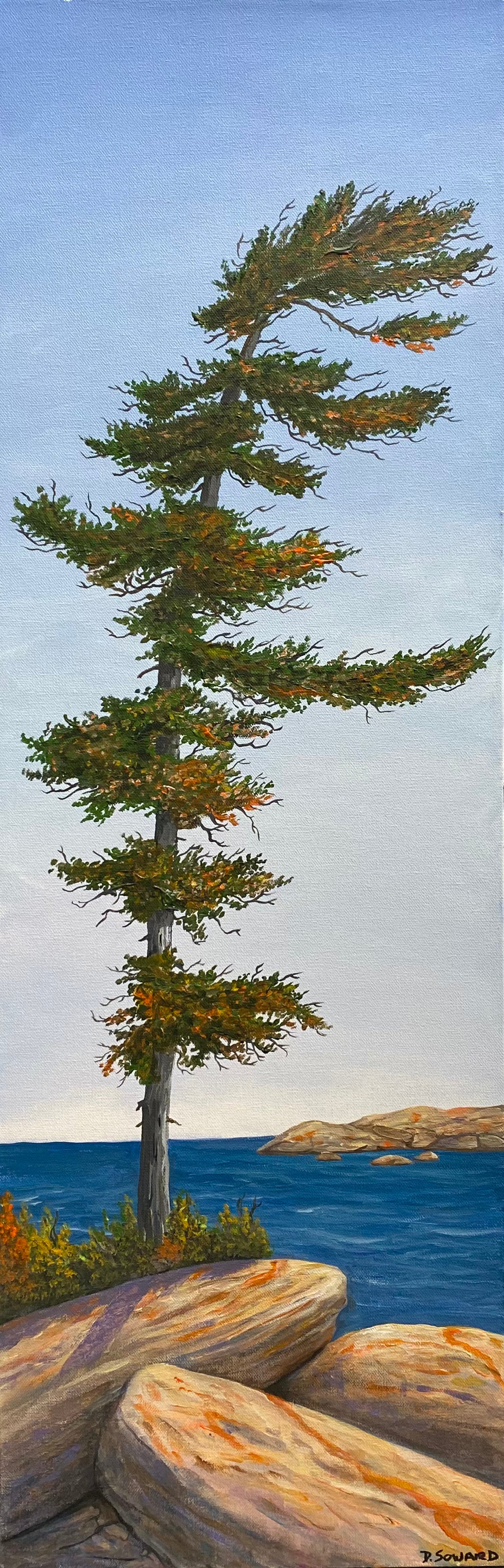 Swept Pine