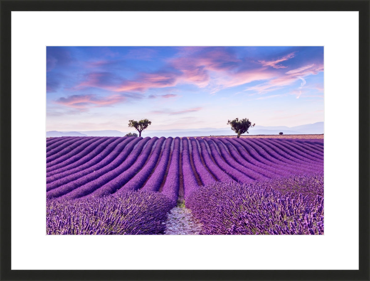 Lavender Field