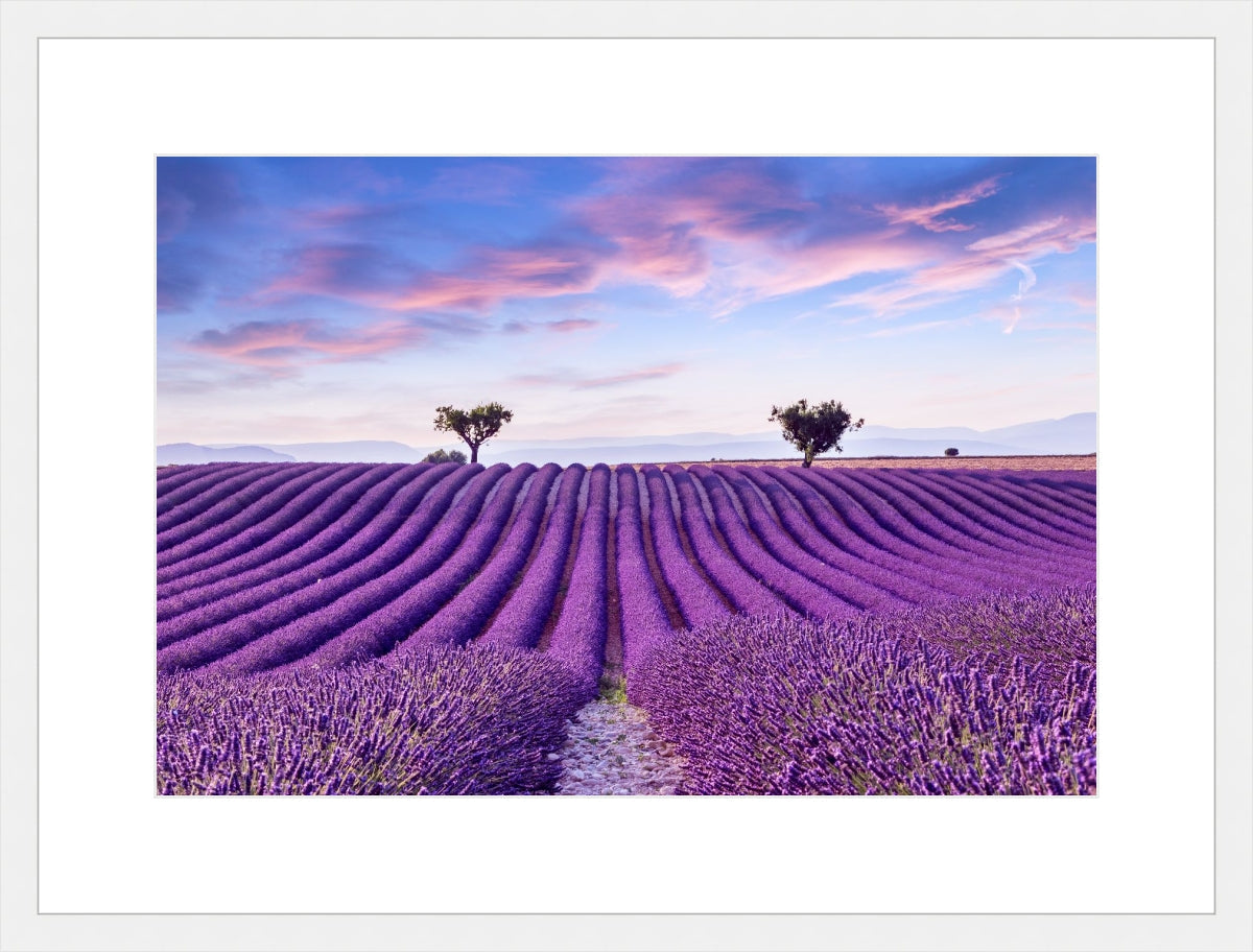 Lavender Field