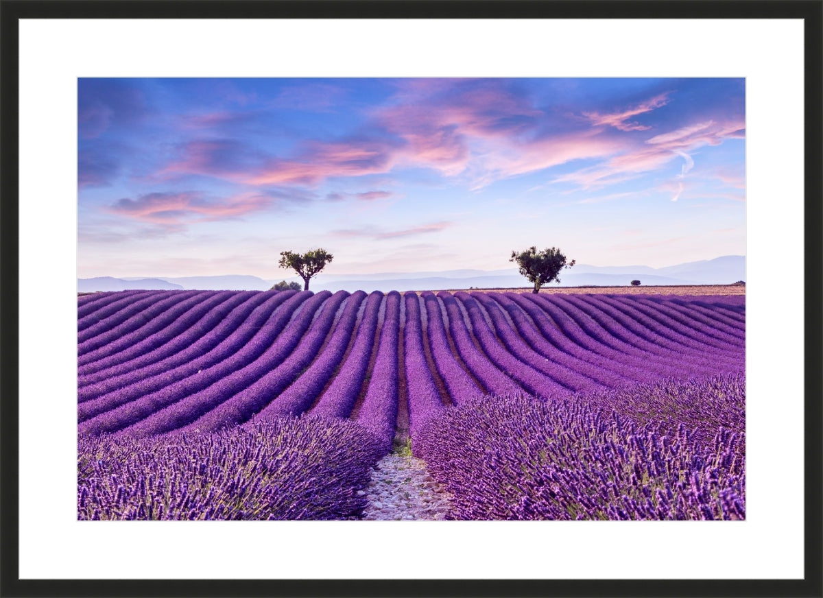 Lavender Field