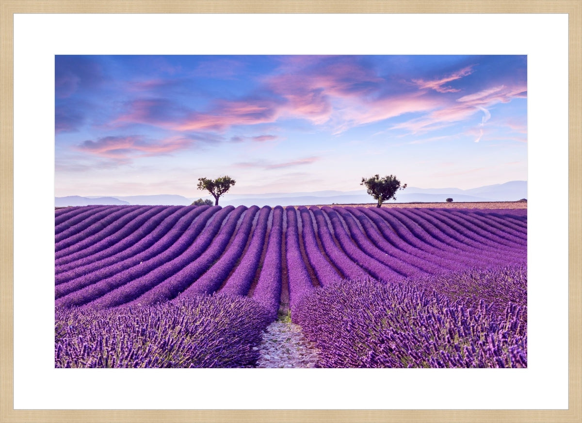 Lavender Field