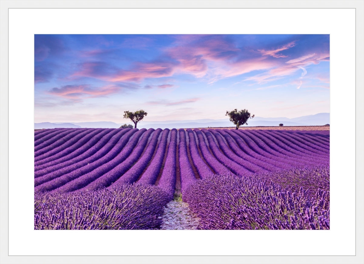 Lavender Field