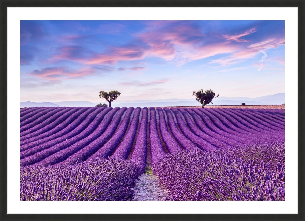 Lavender Field