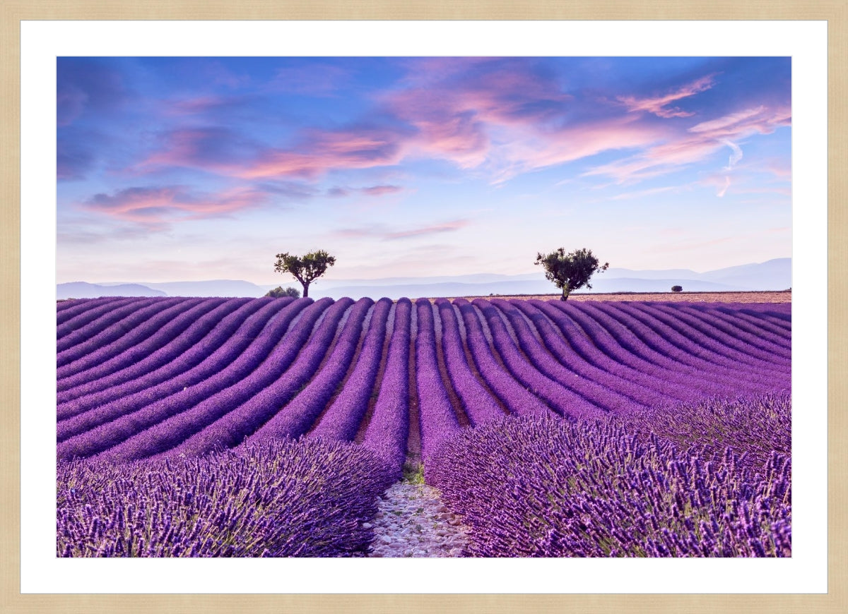 Lavender Field