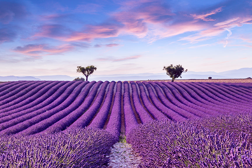 Lavender Field